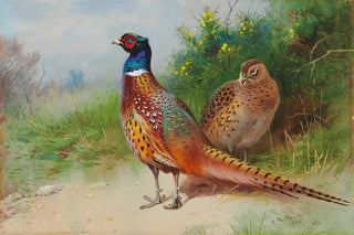 Archibald Thorburn - A hen and cock pheasant by gorse.webp