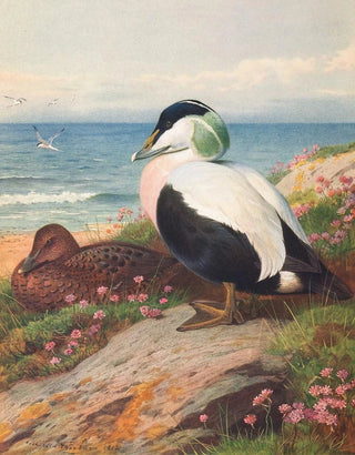 Archibald Thorburn - Eider Duck.webp