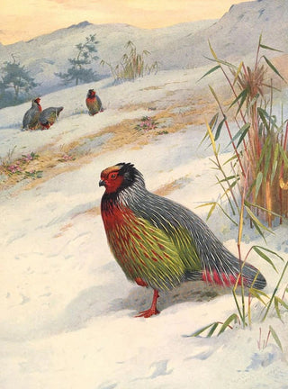 Archibald Thorburn - Kusers Blood Partridge.webp