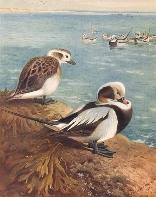 Archibald Thorburn - LongTailed Duck Winter.webp