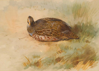 Archibald Thorburn - Partridge.webp