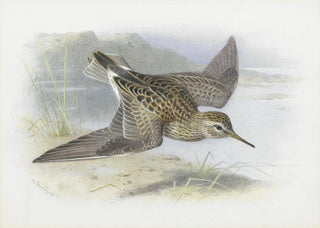 Archibald Thorburn - Pectoral Sandpiper.webp
