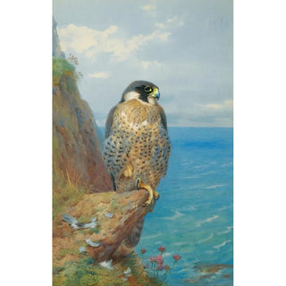 Archibald Thorburn - Peregrine At Auchencairn.webp