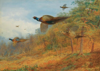 Archibald Thorburn - Pheasants Breaking Out Of Cover.webp