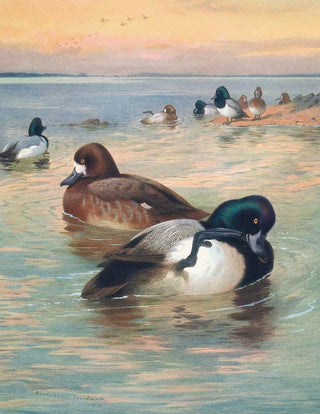 Archibald Thorburn - Scaup Duck.webp