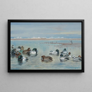 Archibald Thorburn - Scaup Golden Eye and Smew.webp