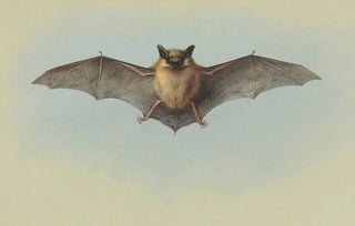 Archibald Thorburn - Study of a common pipistrelle bat.webp