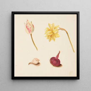 Étude de fleurs et de légumes - Johanna Fosie