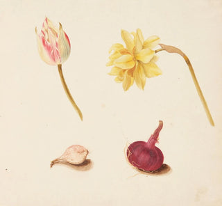 Étude de fleurs et de légumes - Johanna Fosie