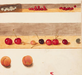 Étude de fruits et de fleurs - Johanna Fosie