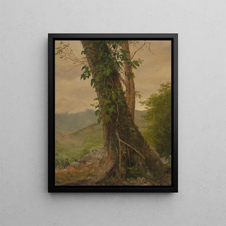 Frederic Edwin Church - Tree with Vines Jamaica West Indies.webp