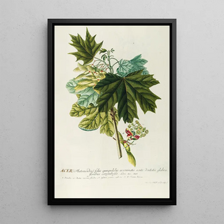 Georg Dionysius Ehret - Acer III.webp