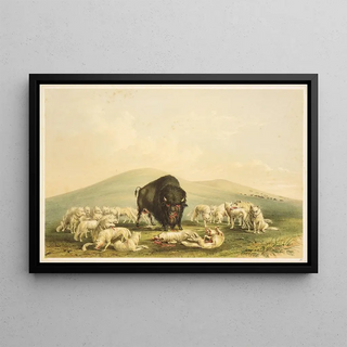 George Catlin - Buffalo Hunt White Wolves Attacking Buffalo Bull.webp