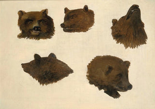 George Catlin - Portraits of Two Grizzly Bears From Life.webp