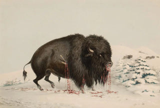 George Catlin - Wounded Buffalo Bull.webp