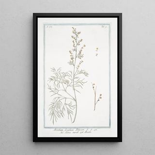 Giorgio Bonelli - Absinthium Seriphium Belgicum Asenso murale Abisinthe Wormwood.webp