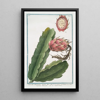 Giorgio Bonelli - Melocactus Americanus trigonus flore albo Cactus Cereo Americano figuier dInde.webp