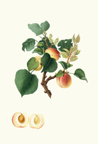 Giorgio Gallesio - Albicocca Alessandrina bianca a Mandorla dolce o Alessandrina seconda Apricot.webp