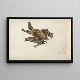 James Ward - A Brown longeared bat.webp