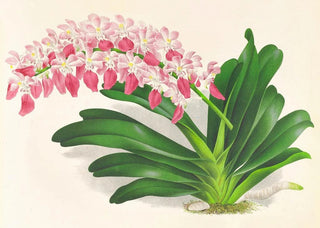 Jean Jules Linden - Aerides maculosum.webp
