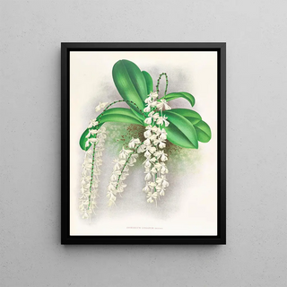 Jean Jules Linden - Angraecum citratum.webp