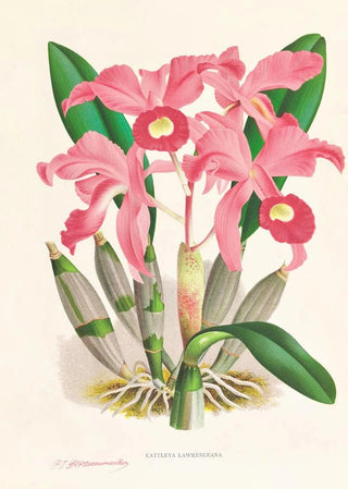 Jean Jules Linden - Cattleya Lawrenceana.webp