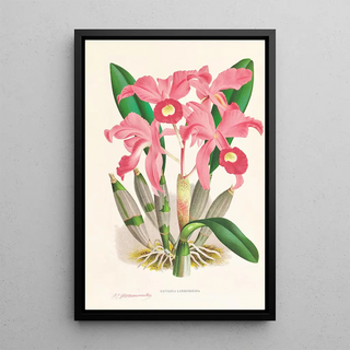 Jean Jules Linden - Cattleya Lawrenceana.webp