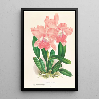 Jean Jules Linden - Cattleya Malouana.webp