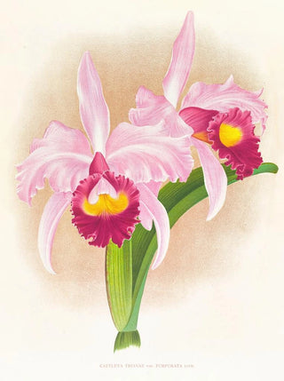 Jean Jules Linden - Cattleya Trianae var purpurata.webp