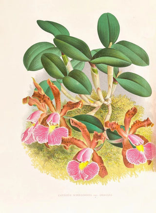 Jean Jules Linden - Cattleya schilleriana.webp