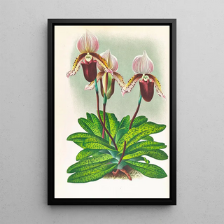 Jean Jules Linden - Cypripedium barbato veitchianum.webp