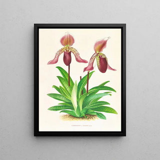 Jean Jules Linden - Cypripedium fraseri.webp