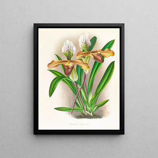 Jean Jules Linden - Cypripedium nitens.webp