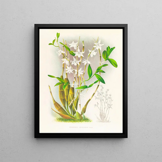 Jean Jules Linden - Dendrobium crumenatum.webp