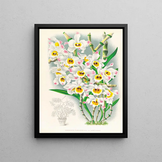 Jean Jules Linden - Dendrobium wardianum.webp