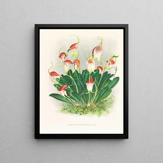 Jean Jules Linden - Masdevallia reichenbachiana.webp