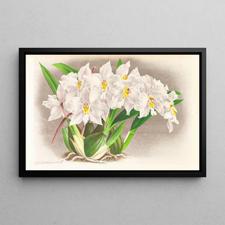 Jean Jules Linden - Odontoglossum alexandrae.webp