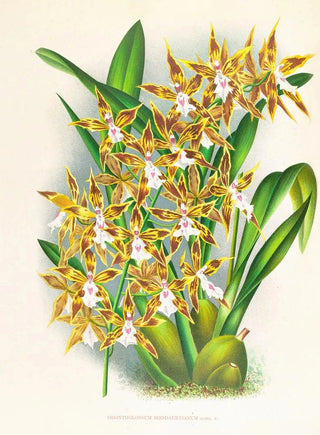 Jean Jules Linden - Odontoglossum boddaertianum.webp