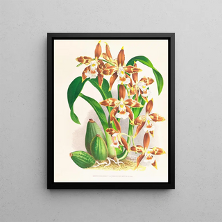 Jean Jules Linden - Odontoglossum luteopurpureum.webp