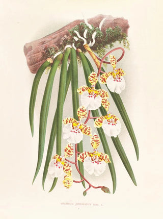 Jean Jules Linden - Oncidium jonesianum.webp