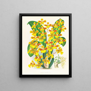 Jean Jules Linden - Oncidium sarcodes.webp