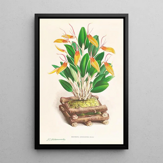 Jean Jules Linden - Restrepia antennifera.webp