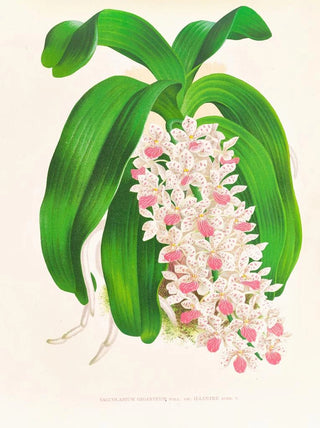 Jean Jules Linden - Saccolabium giganteum var illustre.webp