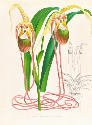 Jean Jules Linden - Selenipedium caudatum.webp