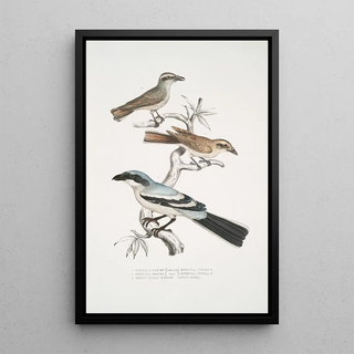 John Edward Gray - 1 2 Keroula Shrike Keroula Indica 1 Male 2 Female 3 Great Indian Shrike Lanius Burra.webp