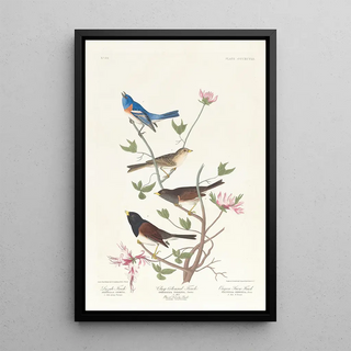 John James Audubon - Lazuli finch Claycoloured finch Oregon snow finch.webp