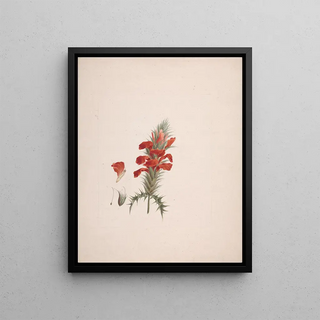 Luigi Balugani - Acanthus Sennii Chiov.webp