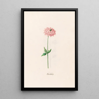 Magdelena Rosina Funck - Stern Ackele.webp