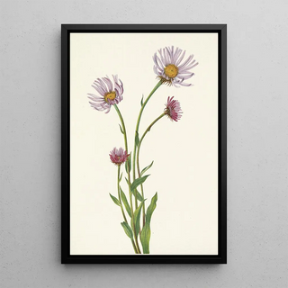 Mary Vaux Walcott - Alaska Fleabane Erigeron salsuginosus.webp