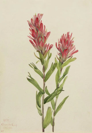 Mary Vaux Walcott - Alberta Paintbrush Catilleja miniata.webp